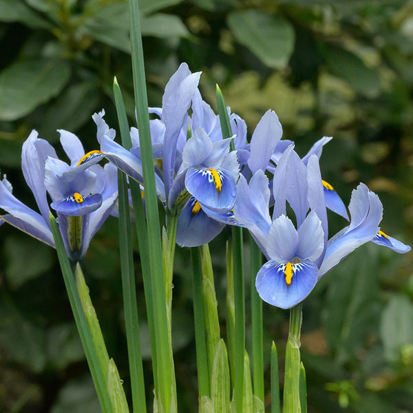 Bulbs - Iris reticulata 'Alida' (Botanical Iris)