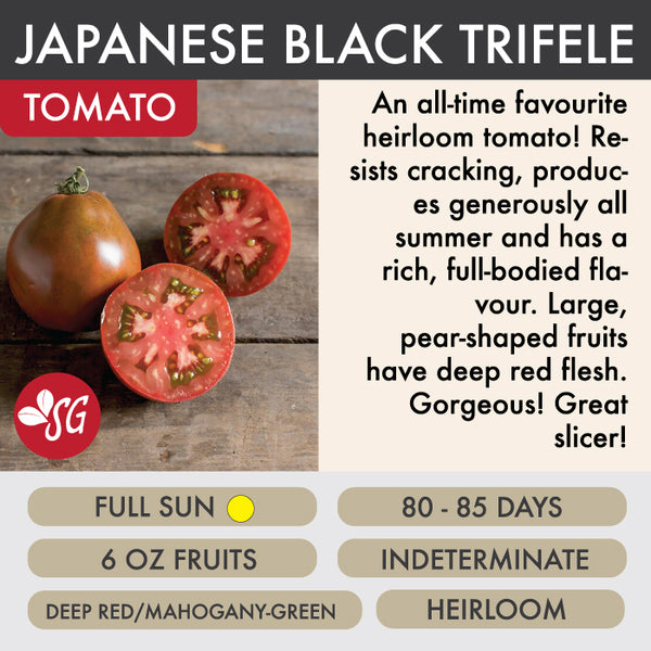 Japanese Black Trifele - Tomato Plant Pre-Order 2026