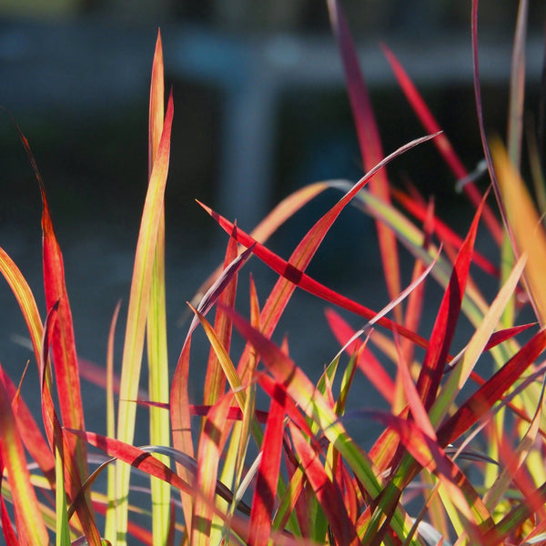 Live Plant - Japanese Blood Grass (Imperata cylindrica)