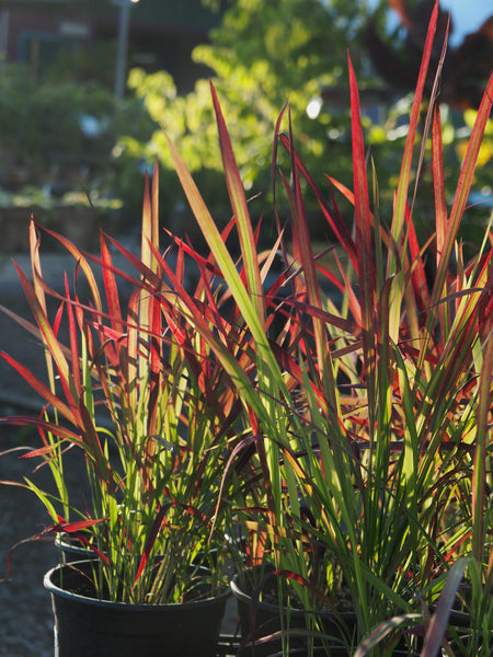 Live Plant - Japanese Blood Grass (Imperata cylindrica)