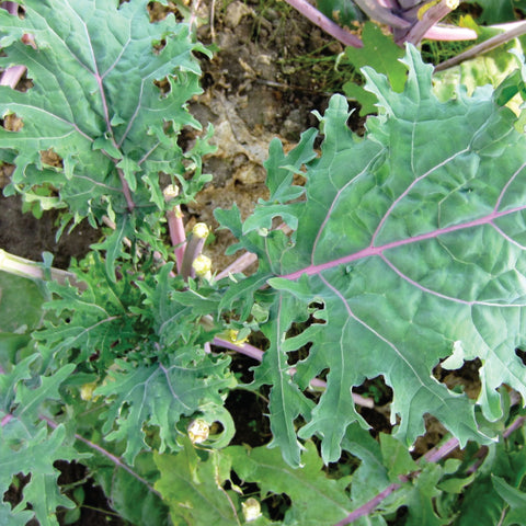 Kale, Red Russian (Certified Organic Seeds) (T)