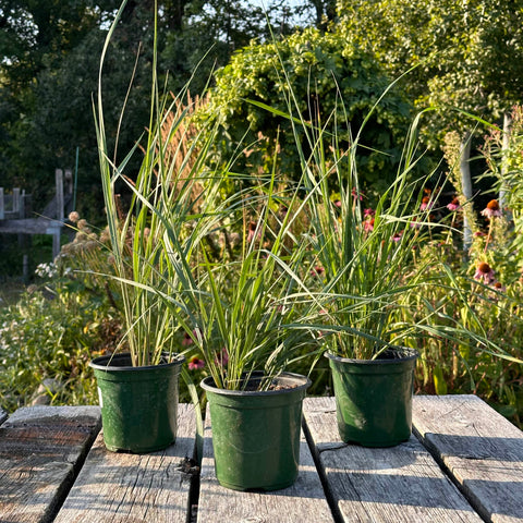 Karl Foerster Grass - Quart Pots - Three Plant Bundle