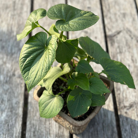 Live Plant - Kava Kava (Piper methysticum)