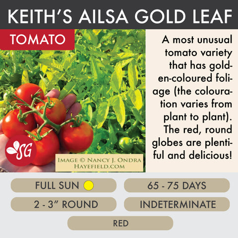 Keith's Alisa Gold - Tomato Plant Pre-Order 2026