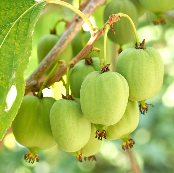 Kiwi Vine - Female (1-gallon)