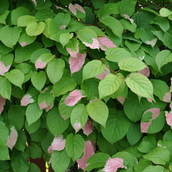 Kiwi Vine, Male (1-gallon)
