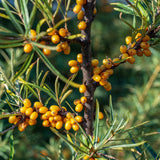 Seabuckthorn, Leikora (Female) (1-gallon)
