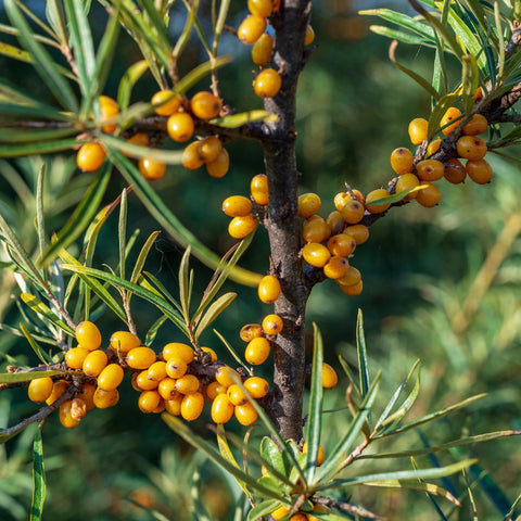 Seabuckthorn, Leikora (Female) (1-gallon)