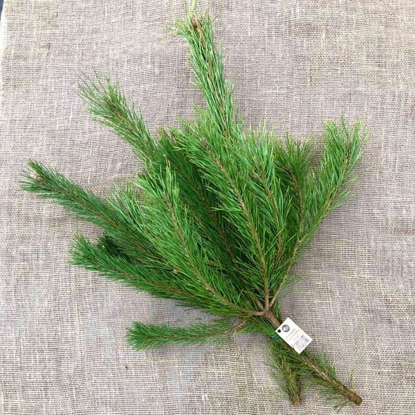 Bundles - Holiday Greenery - LOCALLY HARVESTED