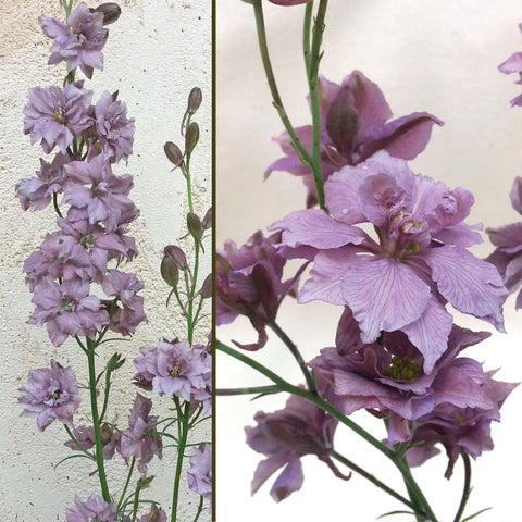 Larkspur, Earl Grey (Organically Grown Seeds)