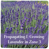 Propagating & Growing Lavender in Zone 3 - February 28, 2026 - 1:00 pm