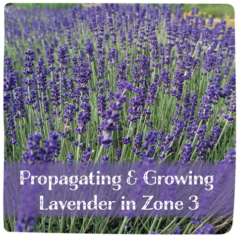 Propagating & Growing Lavender in Zone 3 - February 28, 2026 - 3:30 pm