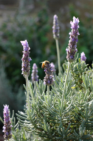 Propagating & Growing Lavender in Zone 3 - February 28, 2026 - 3:30 pm