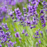 Munstead Lavender - Set of 5 in root developer pots