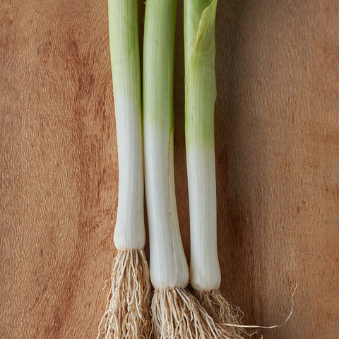 Leek, Alto (Organically Grown Seeds) (SGH)
