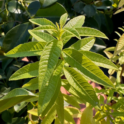 Live Plant - Lemon Verbena (Aloysia triphylla)