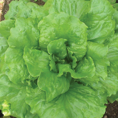 Lettuce (Batavian), Concept (Organically Grown Seeds)