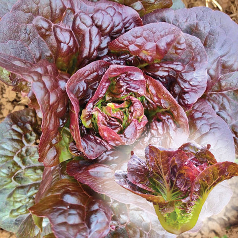 Lettuce (Romaine), Red-Winged Blackbird (Organically Grown Seeds)