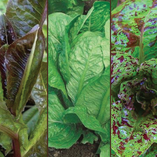 Seeds - Lettuce (Romaine), Tricolor Blend OG (SGH)