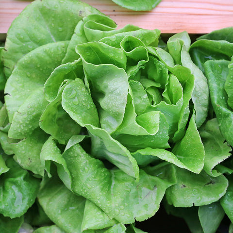 Lettuce (Butterhead), Buttercrunch (Organically Grown Seeds)