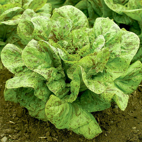 Lettuce (Romaine), Flashy Trout Back (Organically Grown Seeds)