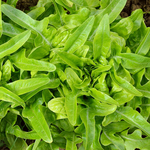 Seeds - Lettuce (Leaf), Lingua di Canarino OG (SGH)