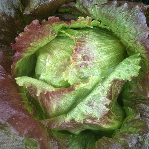 Lettuce (Crisphead), Red Iceberg (Certified Organic Seeds)