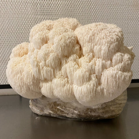 Mushroom Growing Kit (indoor) - Lion's Mane