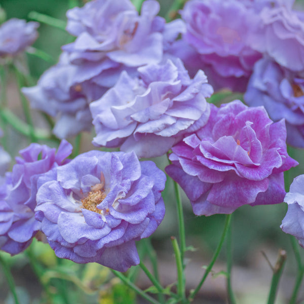 Lisianthus Collection - Set of 5 in root developer pots