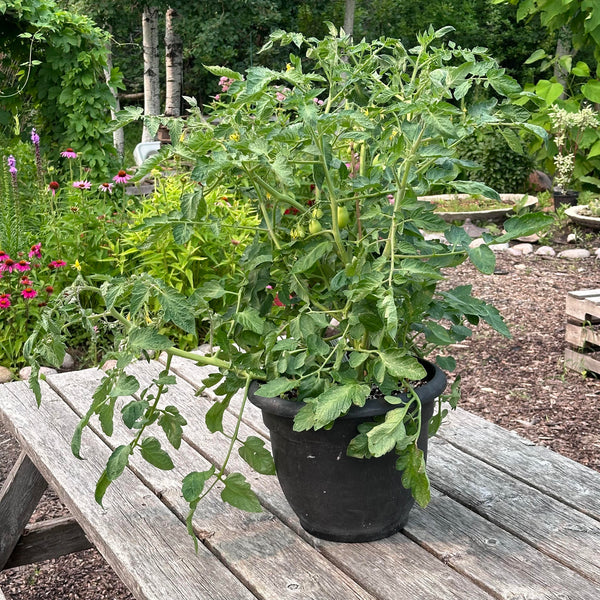 Little Napoli Roma (Patio Tomato)