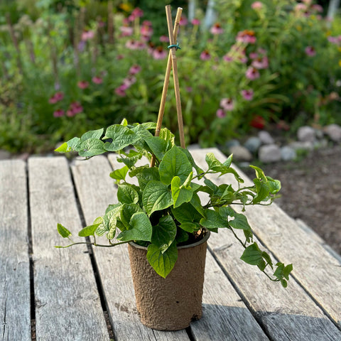 Live Plant - Long Pepper (Piper longum)