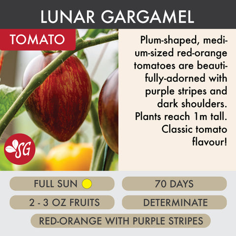 Lunar Gargamel - Tomato Plant Pre-Order 2026