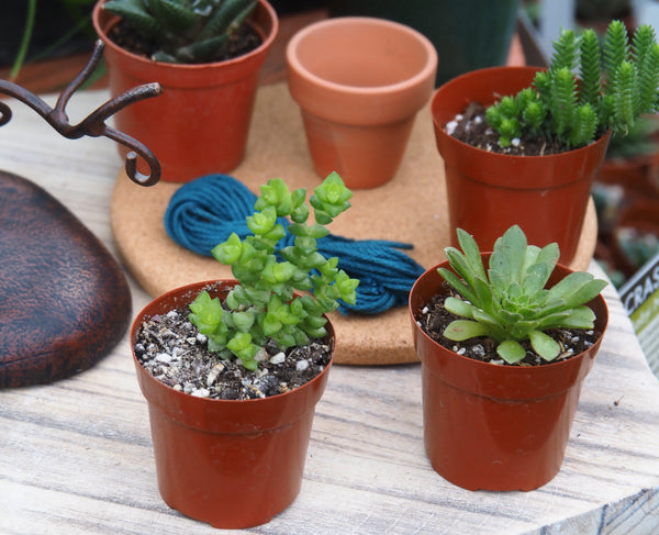 Mini-Macrame with Succulent Workshop - Sunday, December 14, 2025 - 12:30 pm