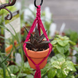 Mini-Macrame with Succulent Workshop - Sunday, December 14, 2025 - 12:30 pm