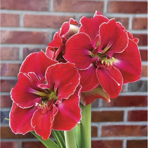 Bulbs (Indoor) - Amaryllis 'Magical Touch' - PRE-ORDER FOR LATE OCTOBER 2026
