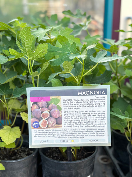 Fig, Magnolia - 1-gallon pot