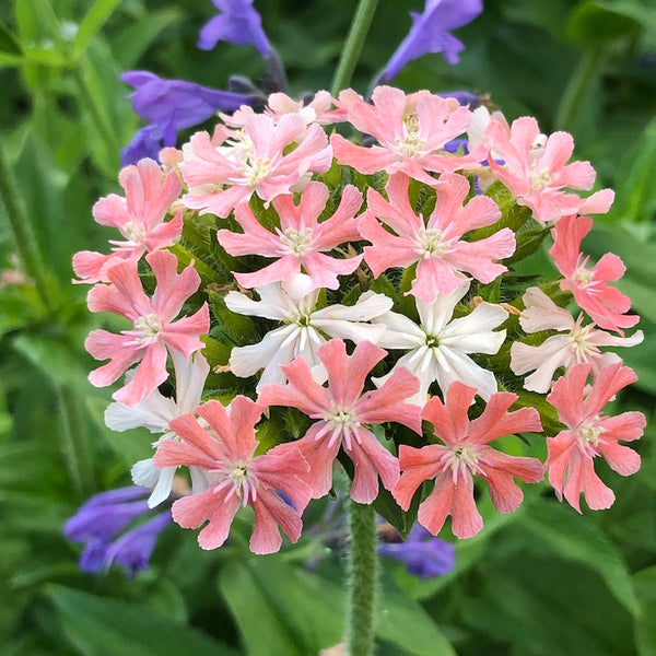 Maltese Cross, Carnea Pink (Naturally Grown Seeds)