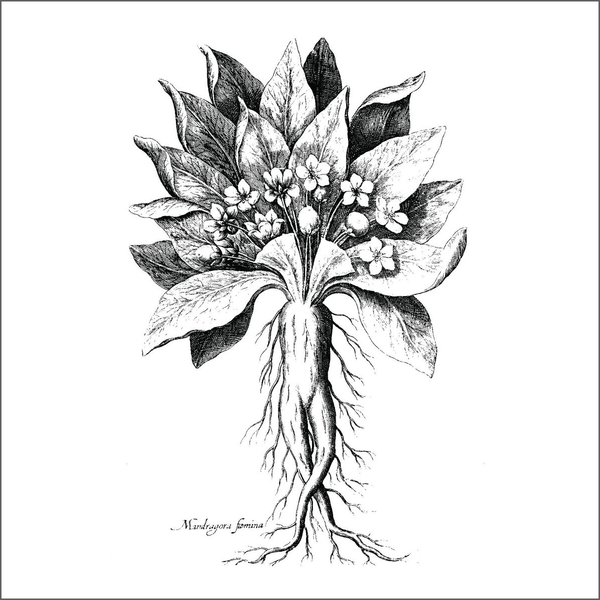 Secrets of the Dark Garden - Saturday, October 31, 2026 - 1 pm