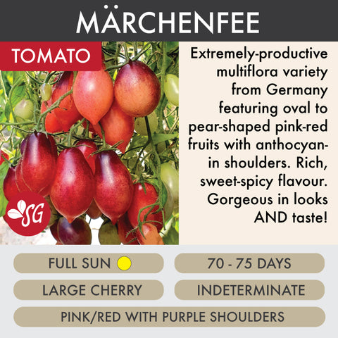 Märchenfee (Fairytale Fairy) - Tomato Plant Pre-Order 2026