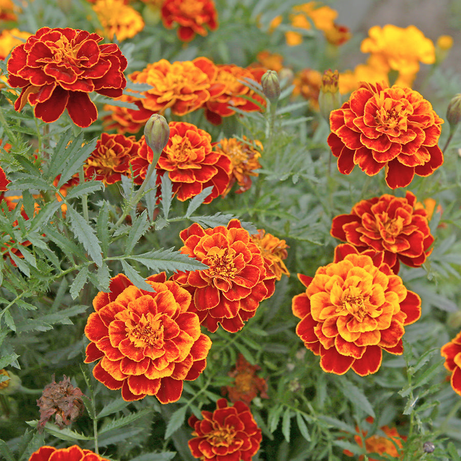 tall marigold seeds Marigold, Tall Mix (Naturally Grown Seeds)