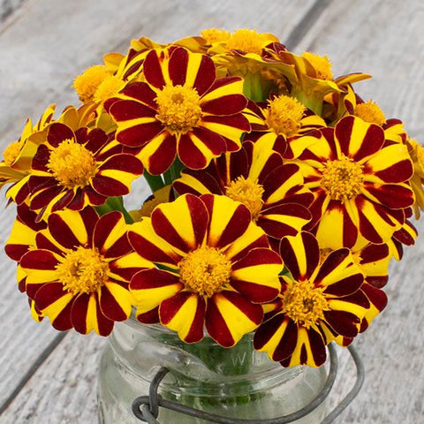 Marigold, Pinwheel (Organically Grown Seeds)