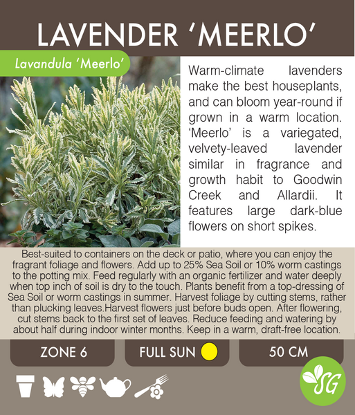 Live Plant - Lavender, Meerlo Variegated