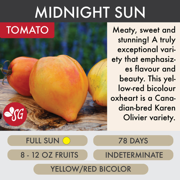 Midnight Sun - Tomato Plant Pre-Order 2026
