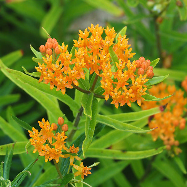 Milkweed, Butterfly Weed (Organically Grown Seed)