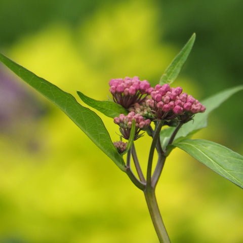 Milkweed Bundle Deal