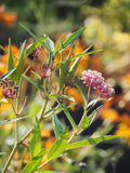 Milkweed Bundle Deal