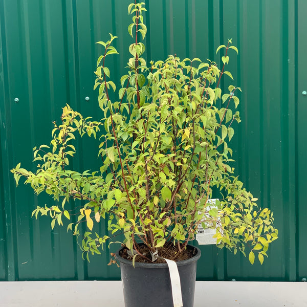 Live Plant -  Mock Orange, Galahad