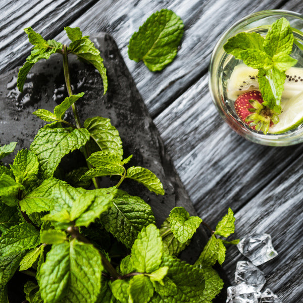 Summer Drinks Collection - Set of 5 in root developer pots