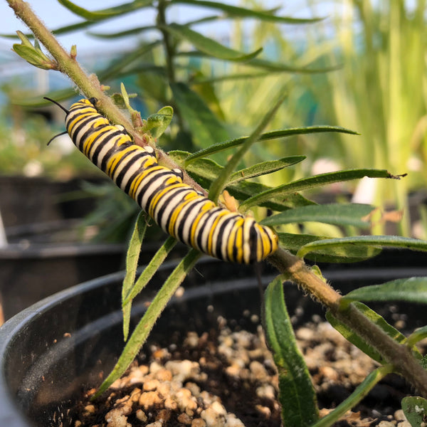 Milkweed Bundle Deal