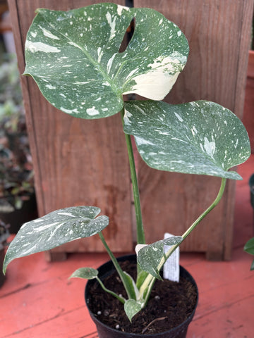 Live Plant - Monstera 'Thai Constellation' - 6-inch pot